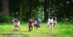 Hunde